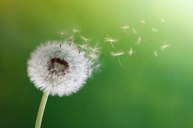 dandelion seeds in the morning sunlight blowing away across a fresh green background