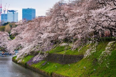 beautiful sakura, cherry blossom festival at chidorigafuchi park
