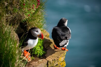 atlantic puffin also know as common puffin is a species of seabird in the auk family. iceland, norway, faroe islands, newfoundland and labrador in canada are known to be large colony of this puffin.