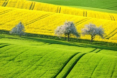 green and yellow canola fields in spring