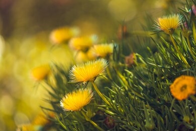 beautiful yellow wild flowers close up. hardy yellow ice plant in blossom, california springtime