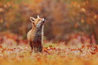 cute red fox, vulpes vulpes in fall forest. beautiful animal in the nature habitat. wildlife scene from the wild nature, germany, europe. cute animal in habitat. red fox running on orange autumn leave
