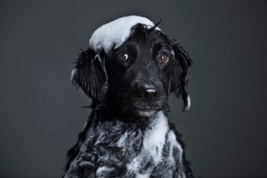 dog portrait grey background shower bathroom