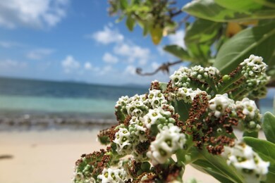 green island beach in cairns, australia