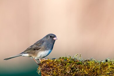 junco bird eating seeds on a mossy log
