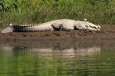 mugger or marsh crocodile sun bathing next to the water at chitwan national park in nepal 