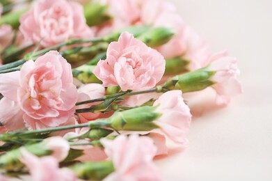 pink miniature carnations flowers on a pink background. view from above. close-up. the concept of congratulations on the holiday.