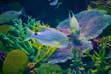 colorful coral reef with sea fish in aquarium