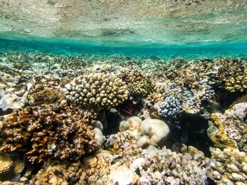 snorkeling in dahab blue hole reed