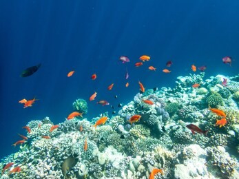 snorkeling in dahab blue hole reed