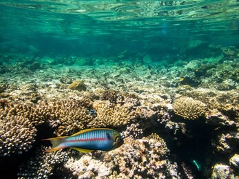 snorkeling in dahab blue hole reed