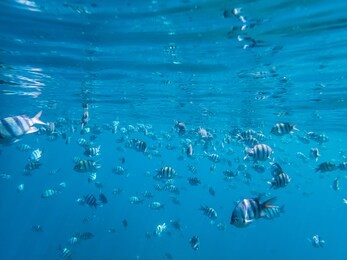 snorkeling in dahab blue hole reed