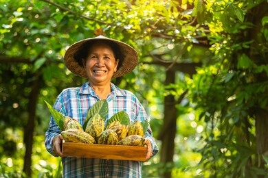 asian woman farmer holds the cocoa fruit in the crate with a happy smile.