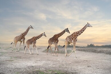 herd of giraffes, giraffe family