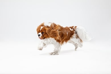 spaniel puppy playing in studio. cute doggy or pet is running isolated on white background. the cavalier king charles. negative space to insert your text or image. concept of movement, animal rights.