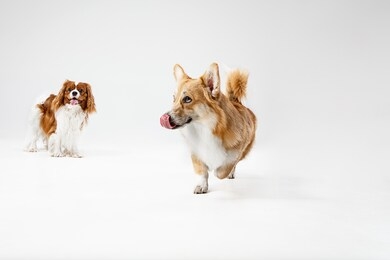 spaniel puppy playing in studio with the corgi. cute doggy or pet on white background. the cavalier king charles. negative space to insert your text or image. concept of movement, animal rights.