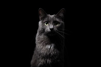 close-up portrait of a gorgeous purebred dark gray cat with intelligent green eyes, who sits on a black background and confidently looks into the frame