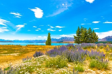 the flowering lupins at lake tekapo
