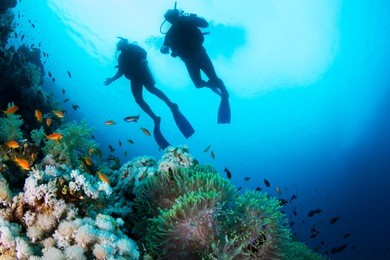 two silhouettes of scuba divers swimming over the live coral reef full of fish and sea anemones.