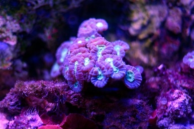 amazing purple can brain coral in aquarium, low light available. 