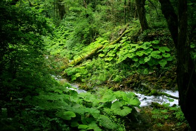 fern along the mountain river