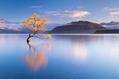 the world famous wanaka tree in autumn with some beautiful morning light not long after sunrise.