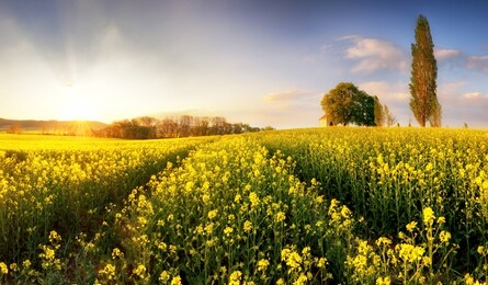 rapeseed field, blooming canola flowers close up. rape on the field in summer.