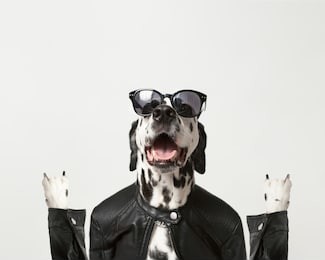 dalmatian dog dressed up in black jacket with dark sunglasses on white background. rocker dog. horns, rock gesture. copy space