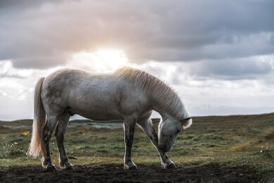 icelandic horse in the field of scenic nature landscape of iceland. the icelandic horse is a breed of horse locally developed in iceland as icelandic law prevents horses from being imported.