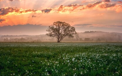 amazing nature landscape with single tree and flowering meadow of white wild growing narcissus flowers in morning dew at sunrise. daffodil valley, nature reserve near khust, transcarpathia, ukraine
