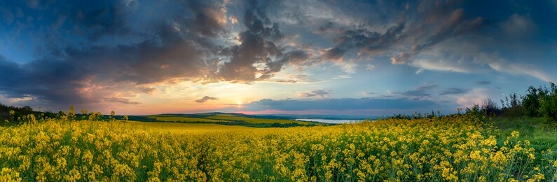rapeseed field, blooming canola flowers close up. rape on the field in summer. bright yellow rapeseed oil. flowering rapeseed.panoramic view - image