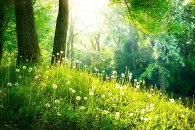 spring nature. beautiful landscape. park with green grass and trees. tranquil background