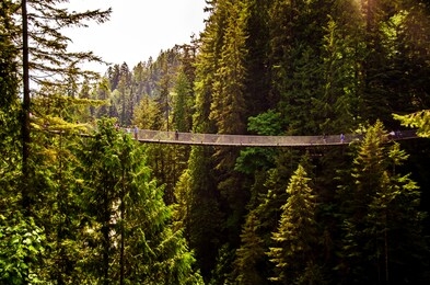 suspension bridge in vancouver through a forest