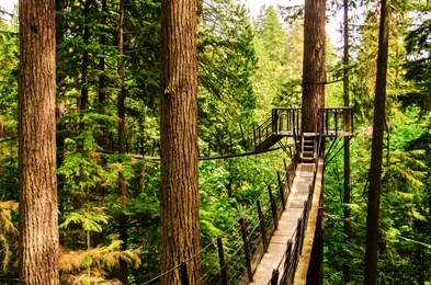 tree tops walk with suspension bridges between trees, capilano vancouver