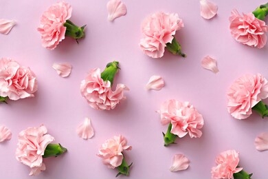 spring carnation flower pattern on a pink background viewed from above. top view