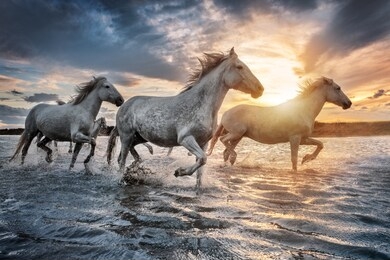 white horses are galloping in the water  all over the sea in camargue, france.