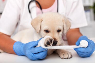sad puppy dog having its paw bandaget at the veterinary doctor - laying patiently on the examination table letting the professional taking care of the wound