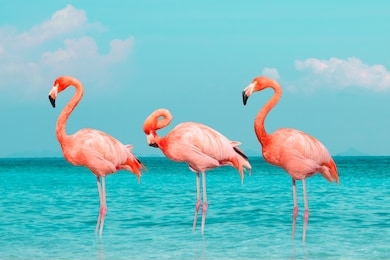 vintage and retro collage photo of  flamingos standing in clear blue sea with sunny sky summer season with cloud.