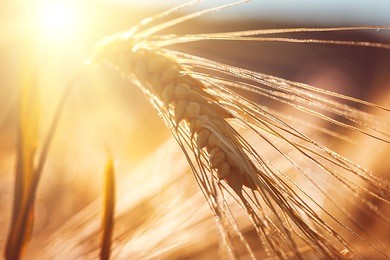golden ears of wheat on the field.