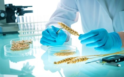 researcher analyzing agricultural grains and legumes in the laboratory. gmo research of cereals. testing of  genetically modified seeds