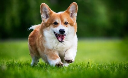 red dog welsh corgi pembroke for a walk in summer