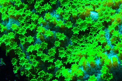 green nuclear green cyphastrea coral macro on polyps