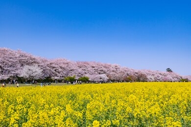 cherry blossoms in satte city, saitama prefecture