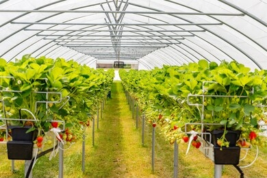 hydroponics strawberry in greenhouse with high technology farming. agricultural greenhous with hydroponic shelving system