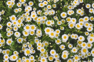 flowering marguerite flowers or daisies. close-up of many blossoms of marguerite flower photographed from above. can be used as wall wallpaper or mural in wellness areas