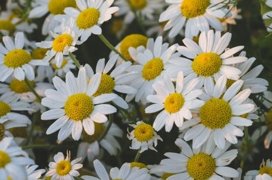 flowering marguerite flowers or daisies. 
close-up of many blossoms of the marguerite flower photographed at sunset. can be used as wall wallpaper or mural in wellness areas