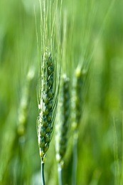wheat ears on field background