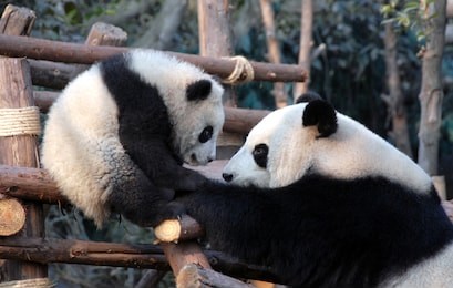 panda mother and cub at chengdu panda reserve (chengdu research base of giant panda breeding) in sichuan, china. two pandas looking at each other. subject: pandas, cub, reserve, chengdu.