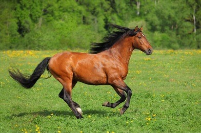 beautiful bay horse running on the field