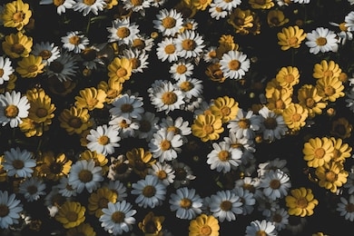 beautiful flower texture. flower texture background of nature